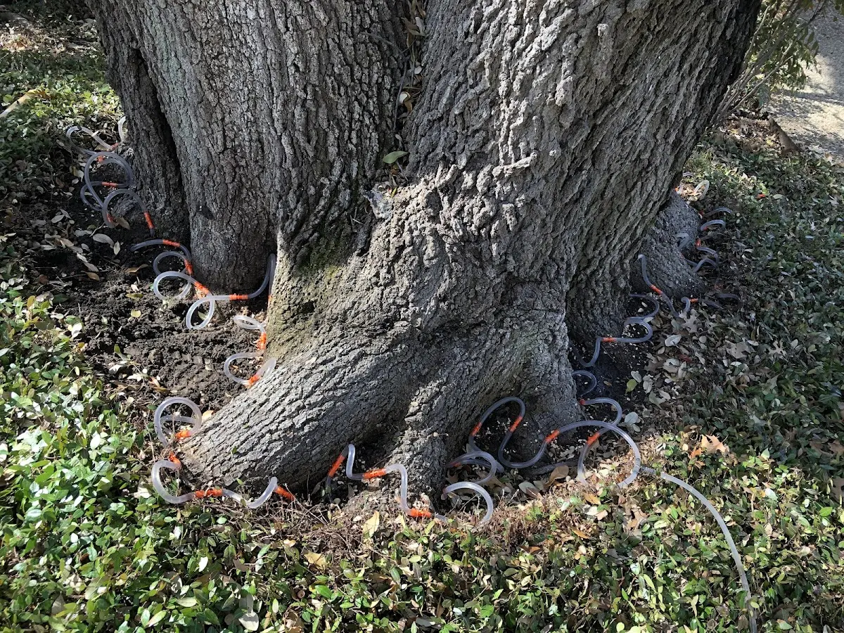 Detailed Tree Cabling and Bracing job site in Double Springs