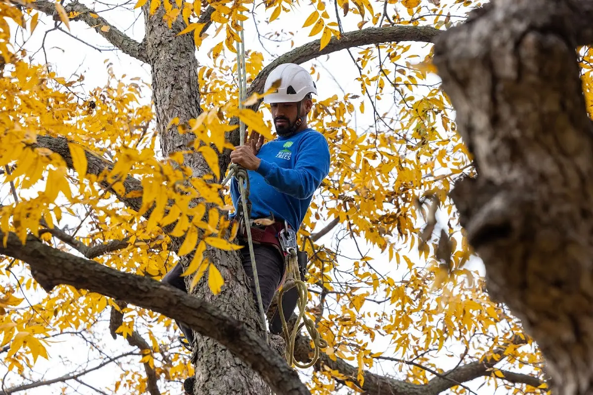 Skilled Tree Trimming crew working in Double Springs