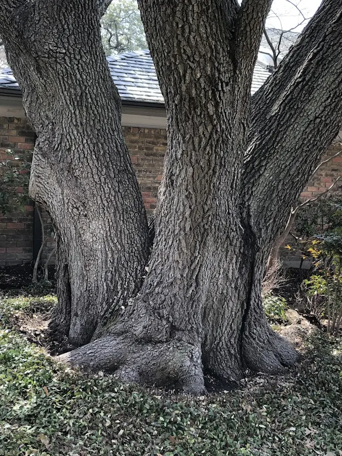 Mature heritage tree close to a Double Springs property cared for by certified arborists
